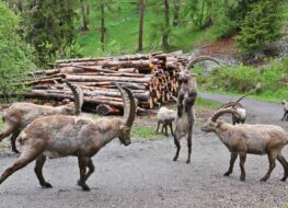 011 - der steinbocktanz